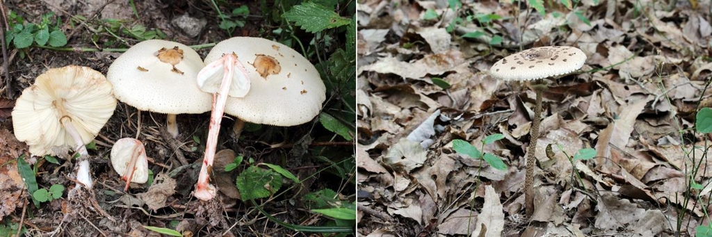 독흰갈대버섯(왼쪽·독)과 큰갓버섯(식용)