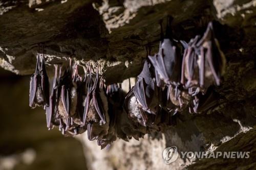 동굴 천장에 매달린 관박쥐 