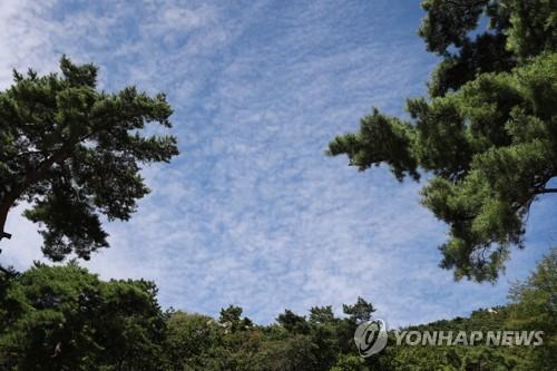 나뭇잎 사이로 보이는 파란 하늘