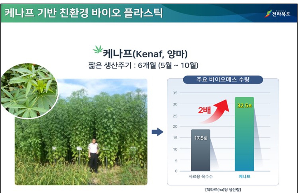 통통 지역경제 사료작물 케나프 의 변신바이오 플라스틱 산업화 연합뉴스