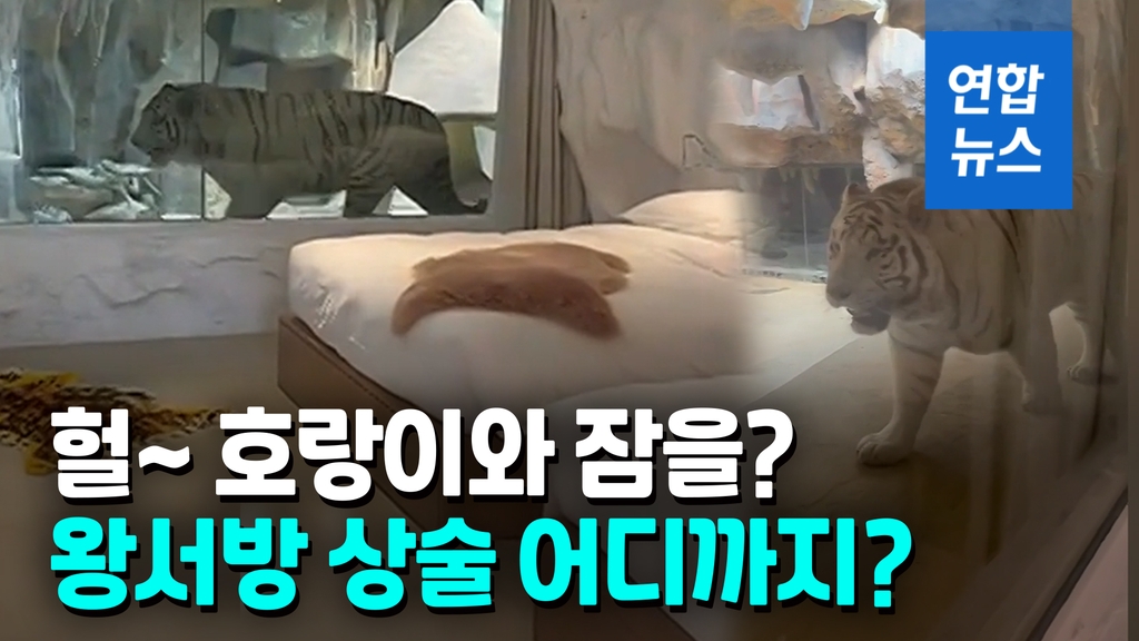 [영상] '호랑이해엔 호랑이와 잠을'…호텔 유리벽 사이두고 '오싹 동침' - 2