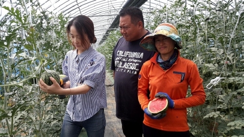 영암군, '애플수박 첫수확' 신소득 작목으로 농가소득증대 기여 - 1
