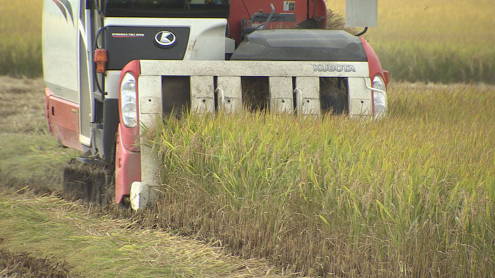 쌀 초과생산량 연내 시장격리…우선지급금 인상 검토