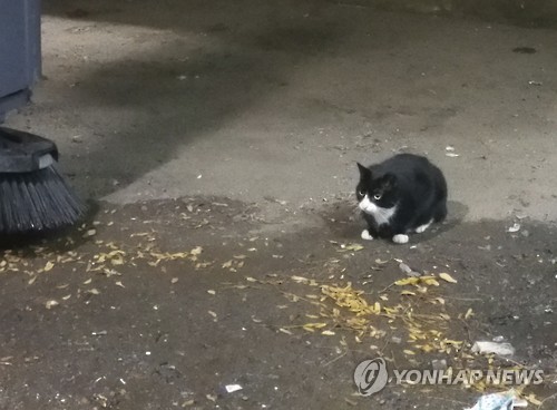 쥐 사냥을 위해 투입된 뉴욕의 고양이 순찰대 '실베스터'