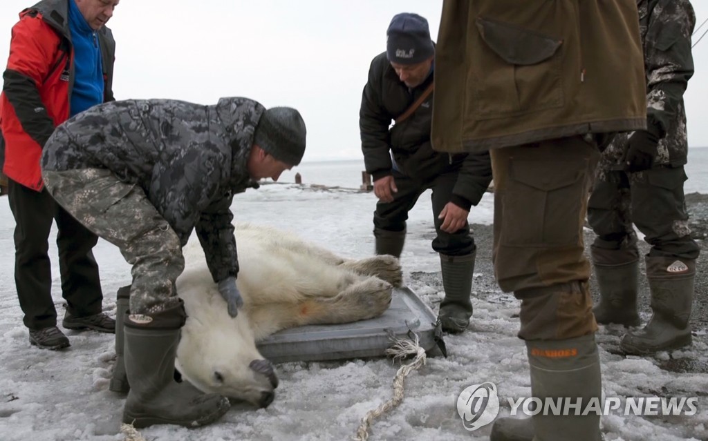 Russia Polar Bear's Journey