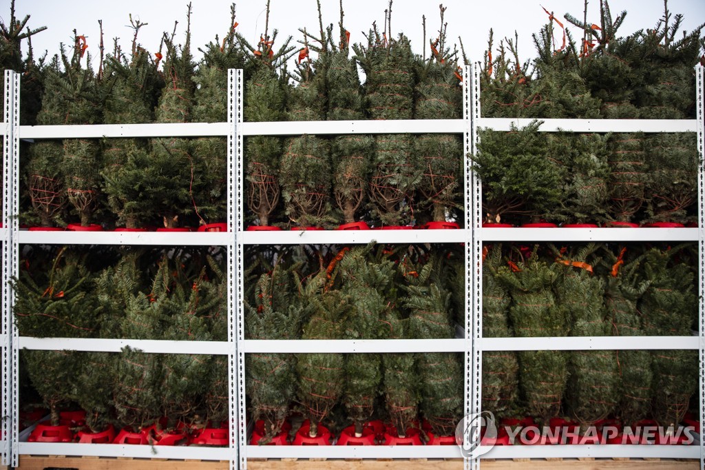 Virus Outbreak Christmas Trees