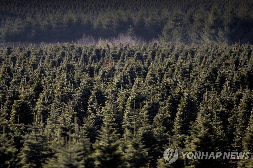 VIRUS OUTBREAK-CHRISTMAS TREES