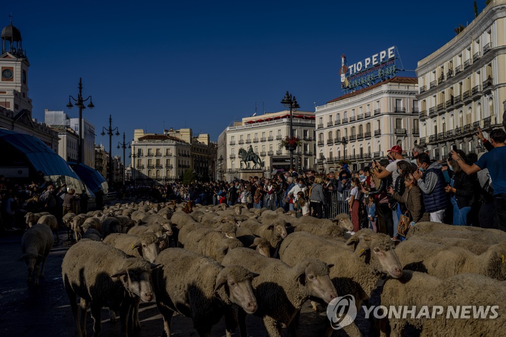 Spain Sheep Crossing