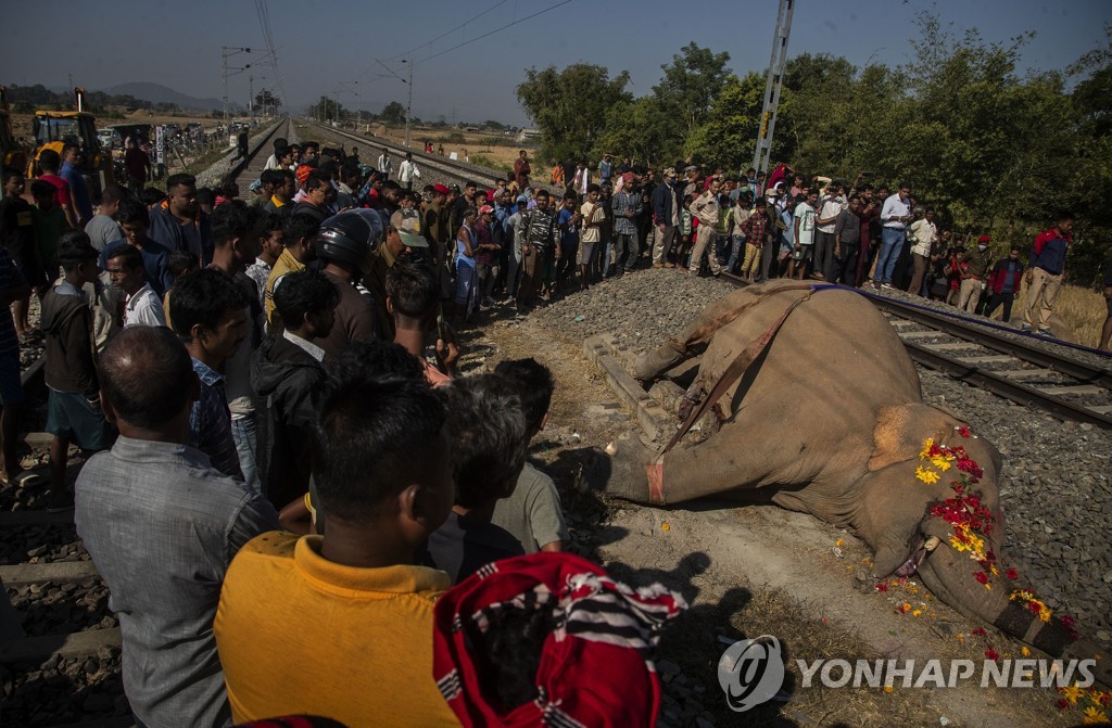 India Wild Elephant Killed