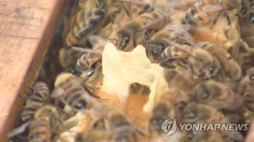벌꿀