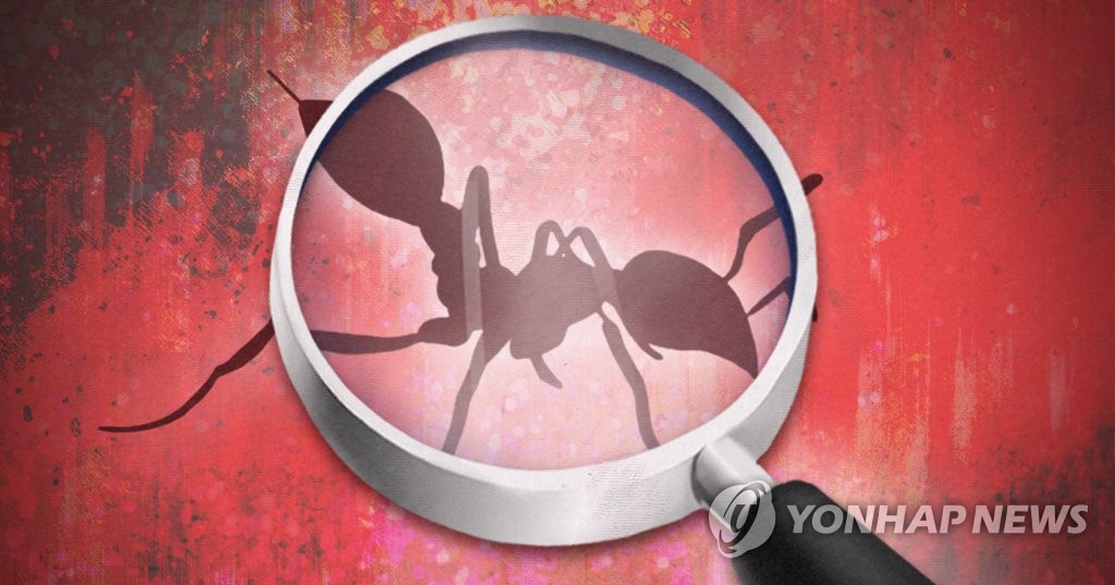 붉은불개미 발견 (PG)