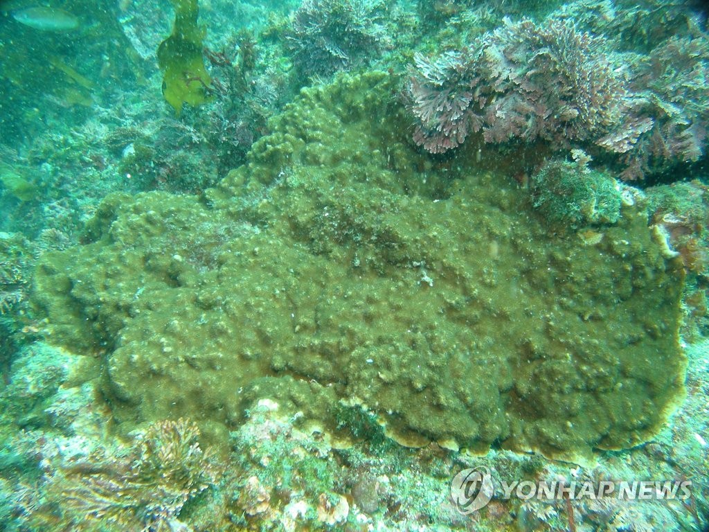 제주 연안 아열대 해양생물 지표종 그물코돌산호