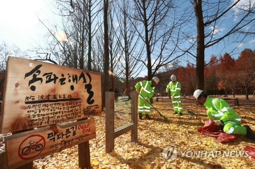 남이섬 '송파 은행나무길'