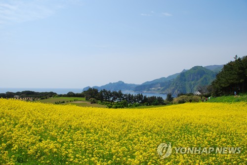 울릉도 죽도 유채꽃