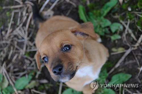 산책 나온 강아지