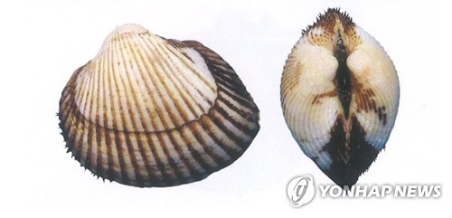 새꼬막