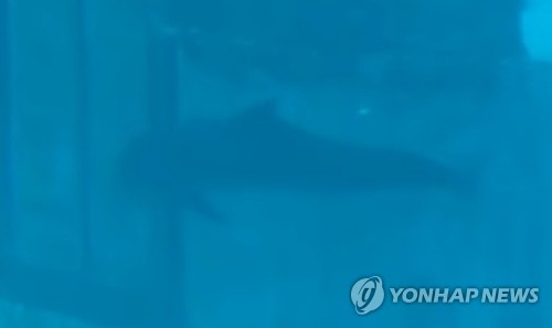 돌고래가 수족관 벽을 머리로 들이받는 모습