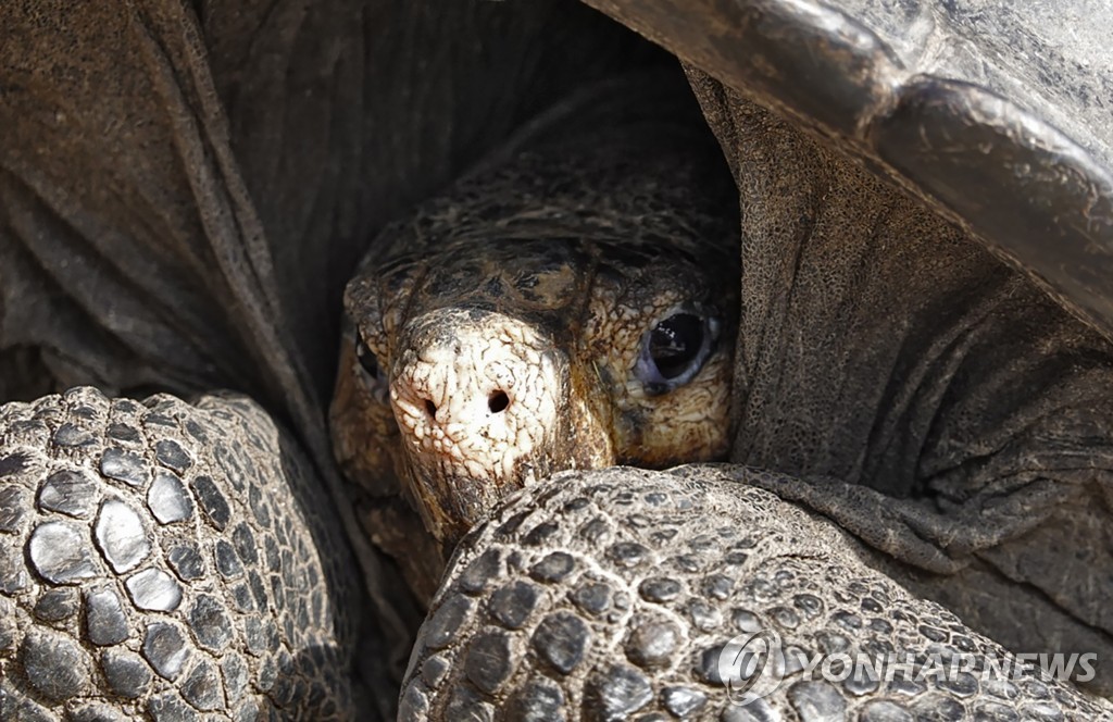TOPSHOT-ECUADOR-GALAPAGOS-TORTOISE-DISCOVERY