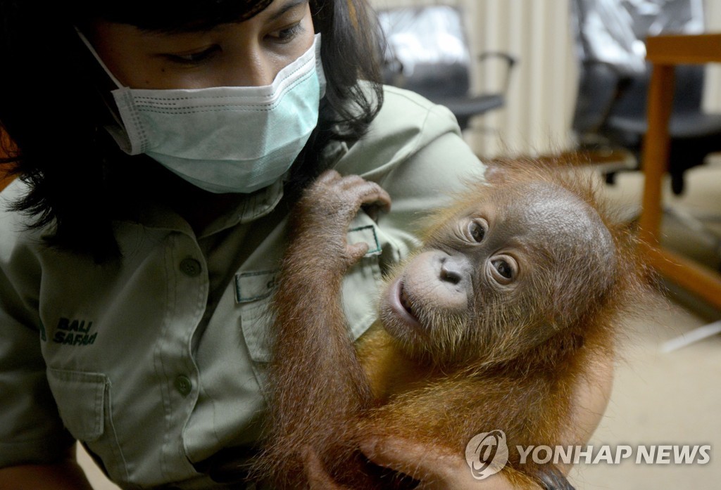 INDONESIA-RUSSIAN-CRIME-ORANG-UTAN