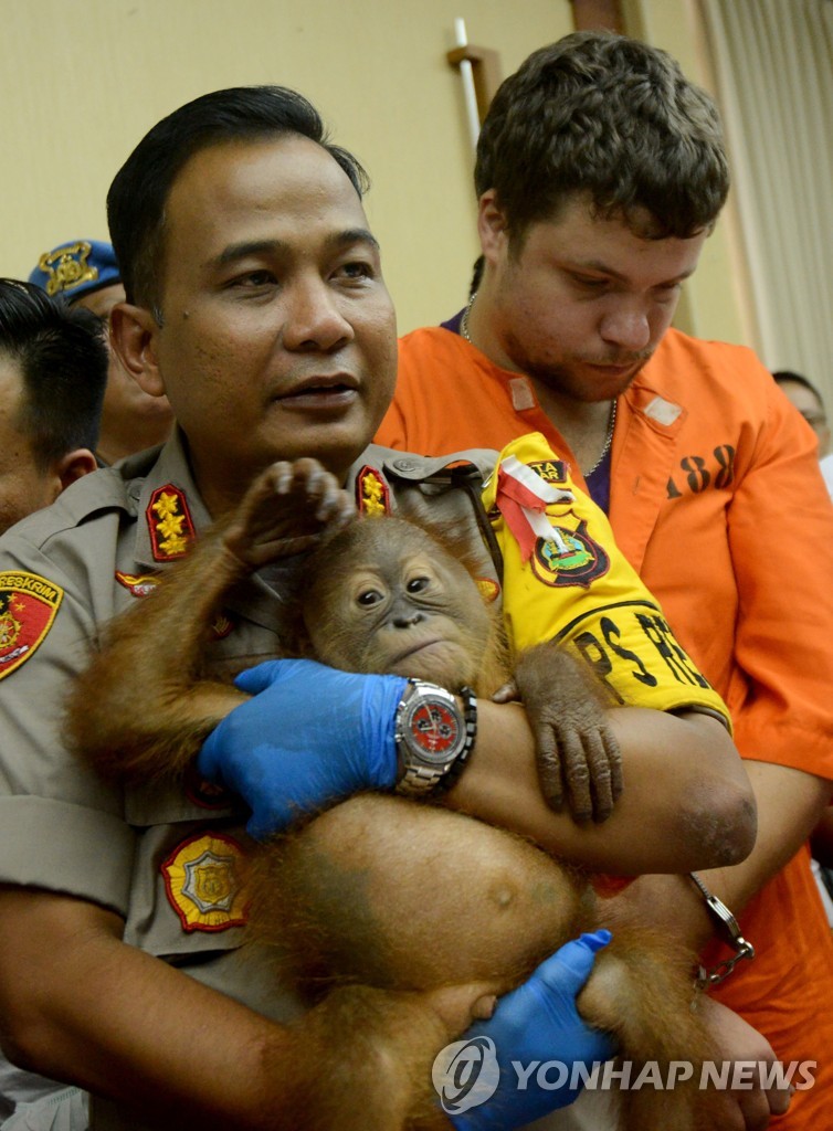 INDONESIA-RUSSIAN-CRIME-ORANG-UTAN