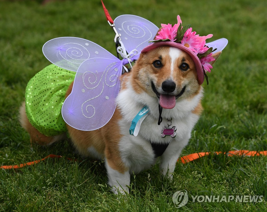 US-DOGS-RACE-CORGI