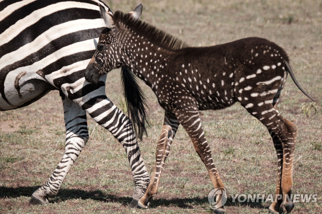 KENYA-NATURE-WILDLIFE-ANIMAL-ZEBRA