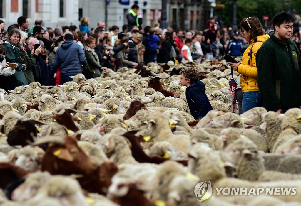 SPAIN-TRADITION-ANIMALS-TRANSHUMANCE-SHEEP