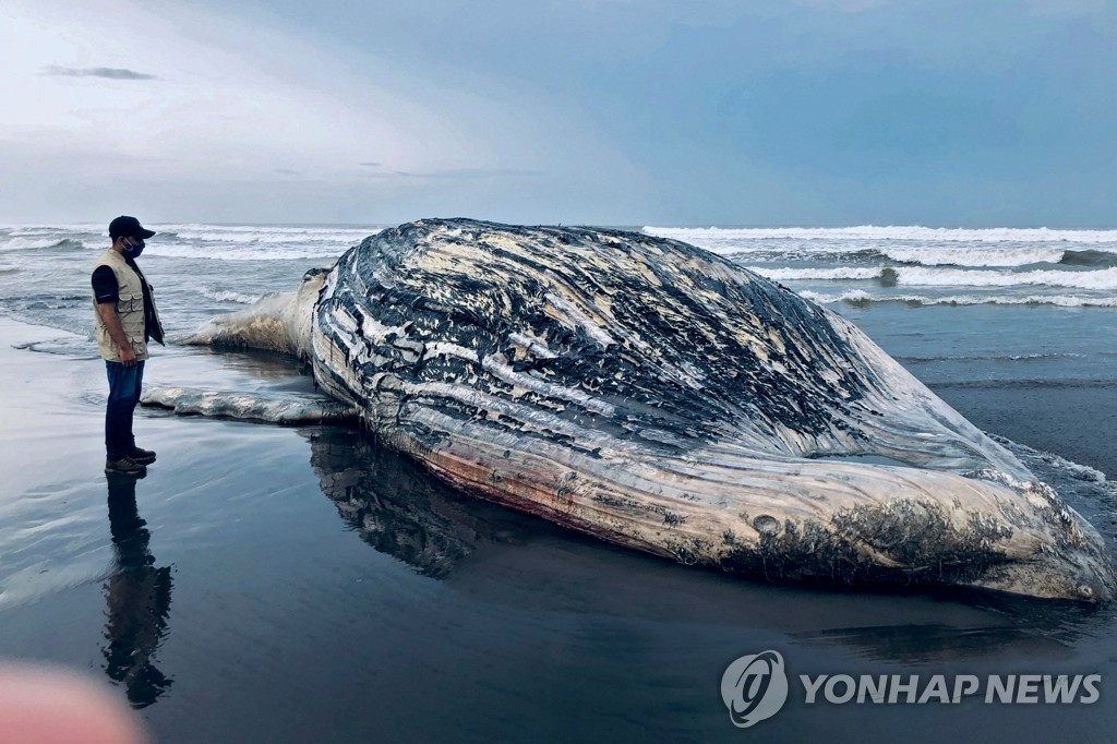 ′13m 길이 죽은 혹등고래′…과테말라 해변