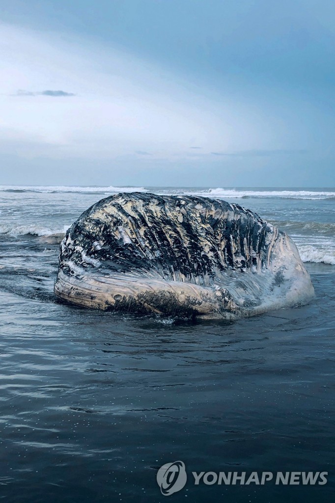 GUATEMALA-ANIMAL-WHALE