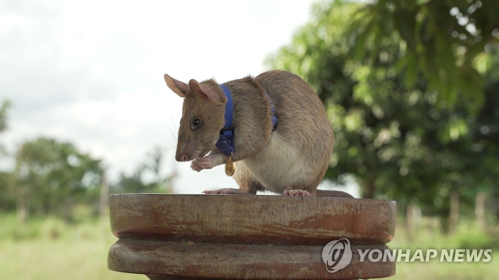 BRITAIN-CAMBODIA-AWARD-ANIMAL-RAT