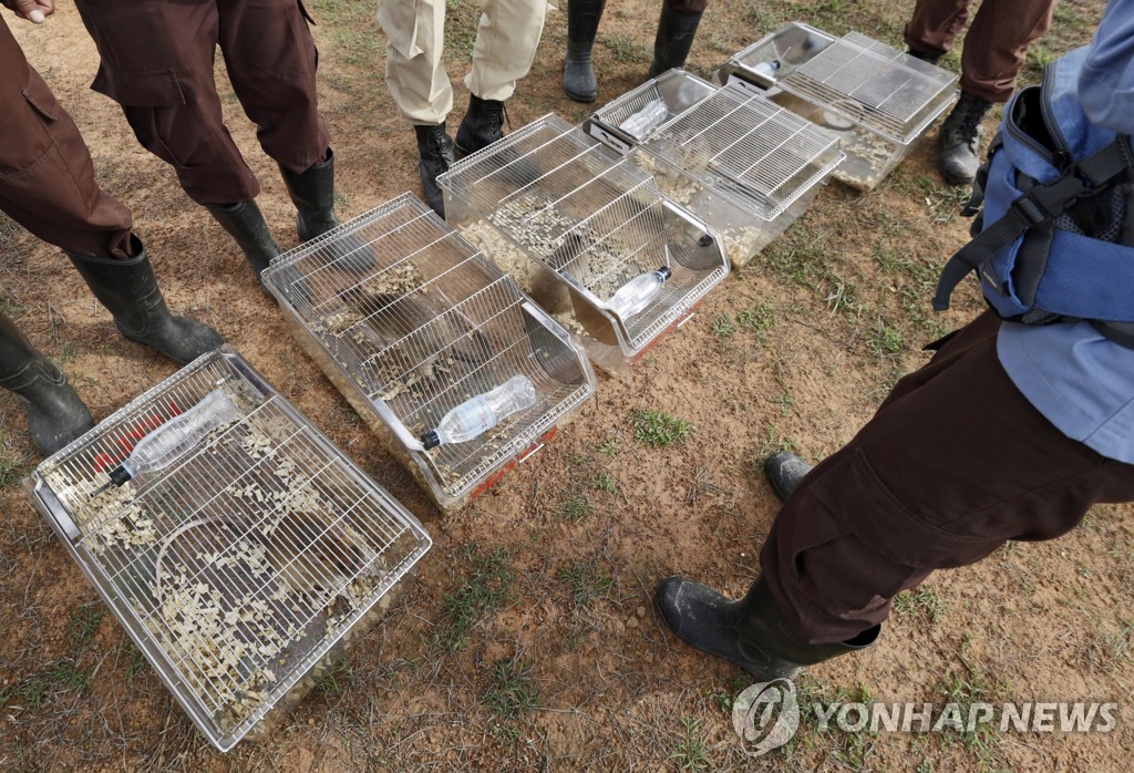 CAMBODIA LANDMINE RATS