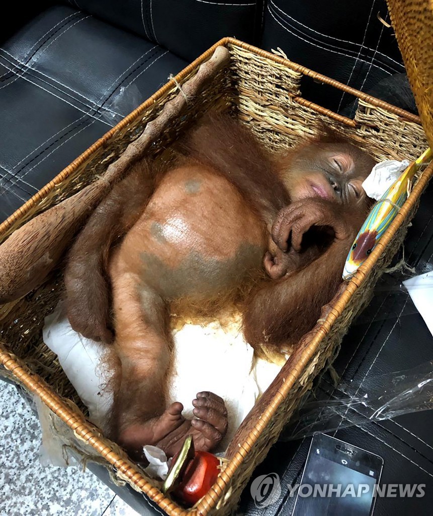 INDONESIA ORANGUTAN