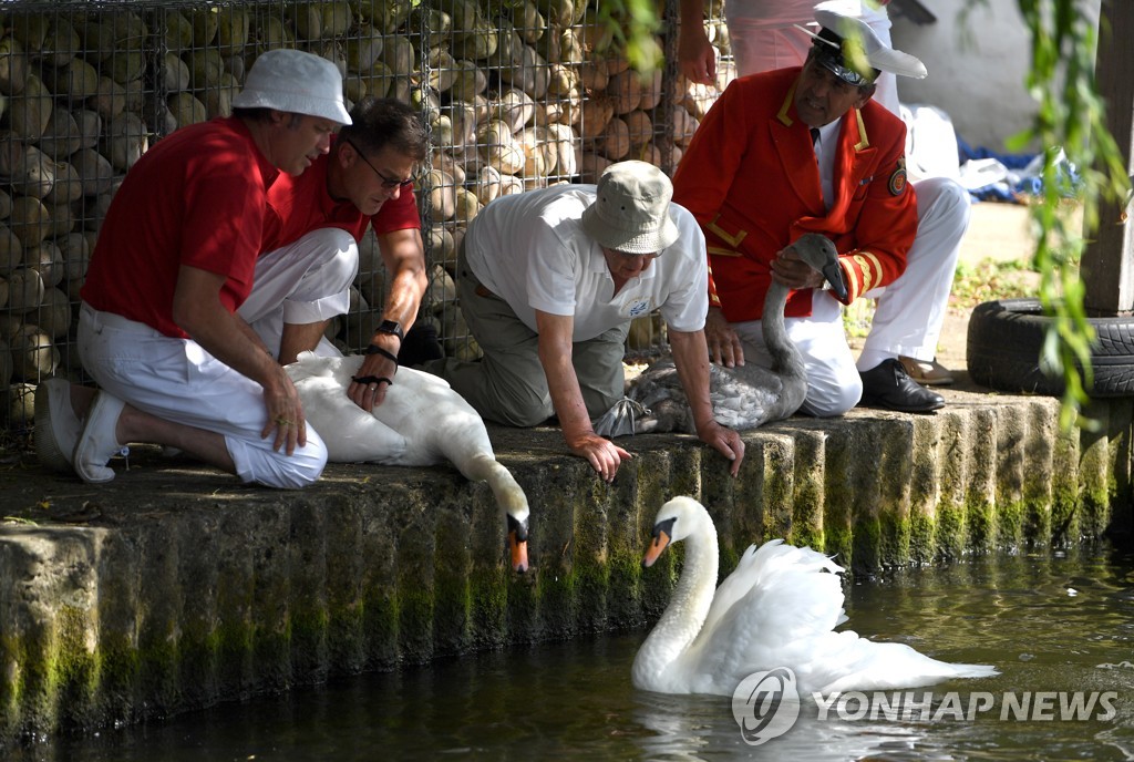BRITAIN PHOTO SET SWAN UPPING