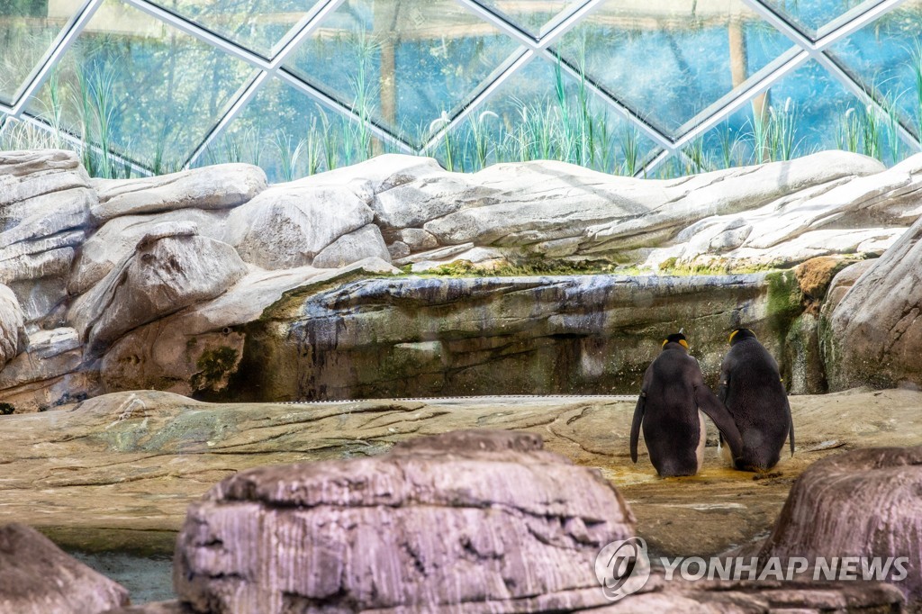 GERMANY CURIOSITIES GAY MALE PENGUINS ADOPT EGG