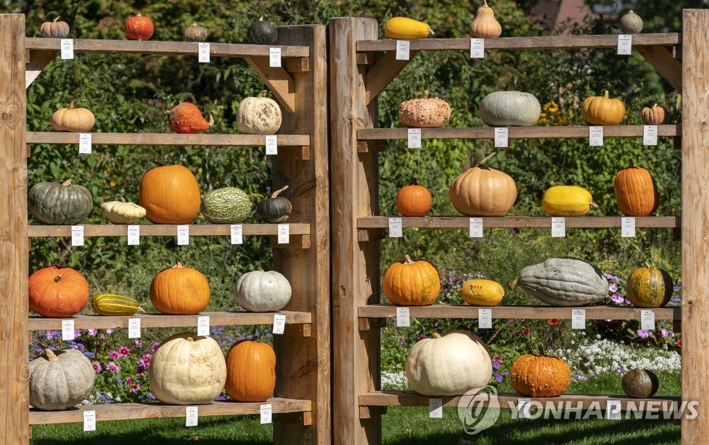 GERMANY PUMPKIN FESTIVAL
