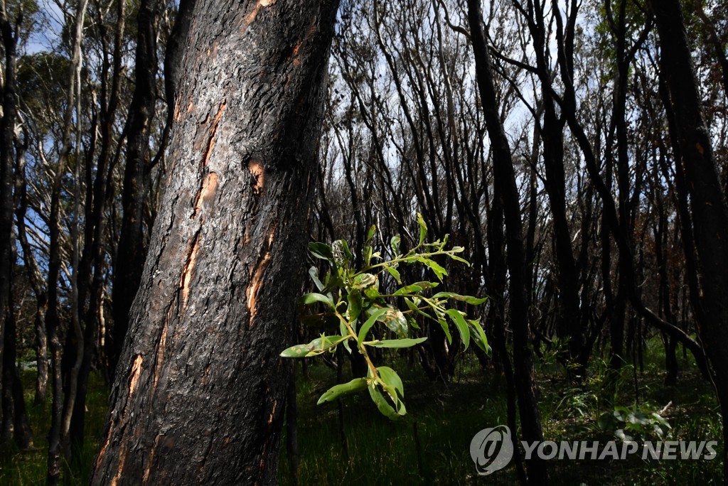 AUSTRALIA BUSHFIRES NATURE