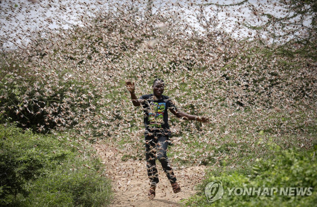 KENYA LOCUST CRISIS