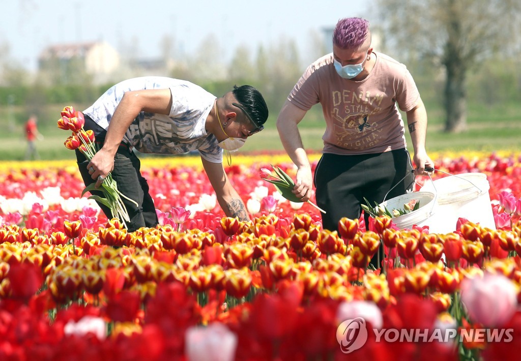 이탈리아 북부에서 장례식에 쓰일 꽃을 따는 노동자들
