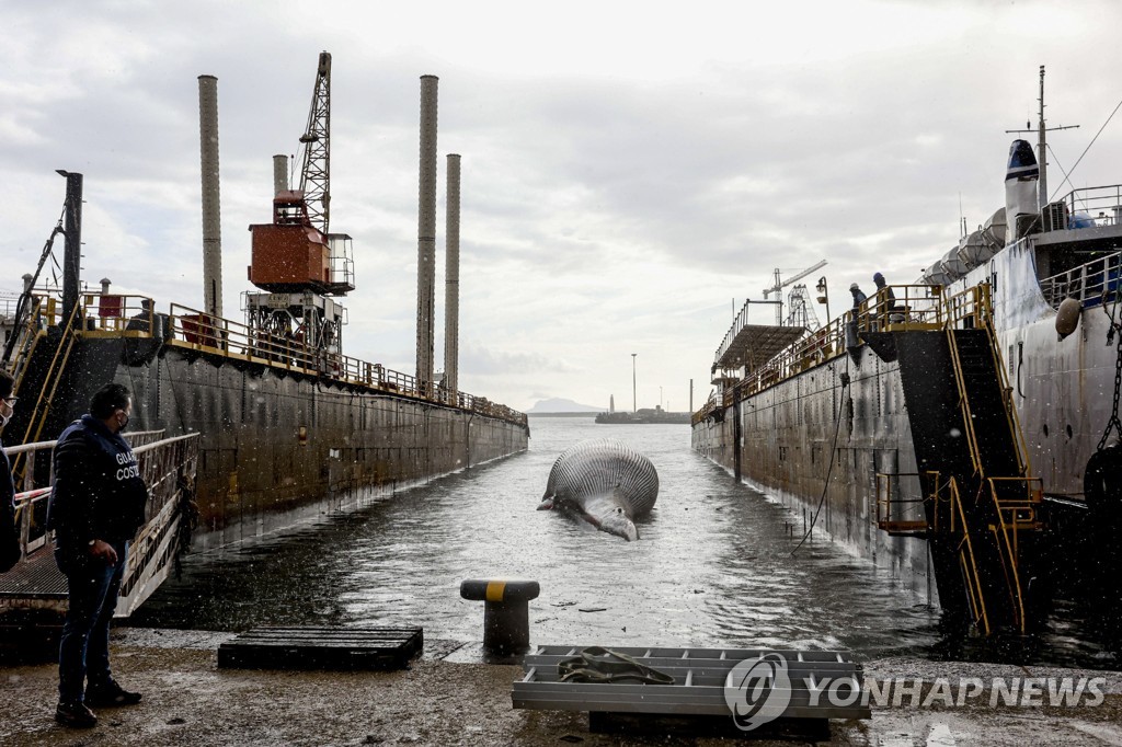 ITALY DEAD WHALE REMOVAL