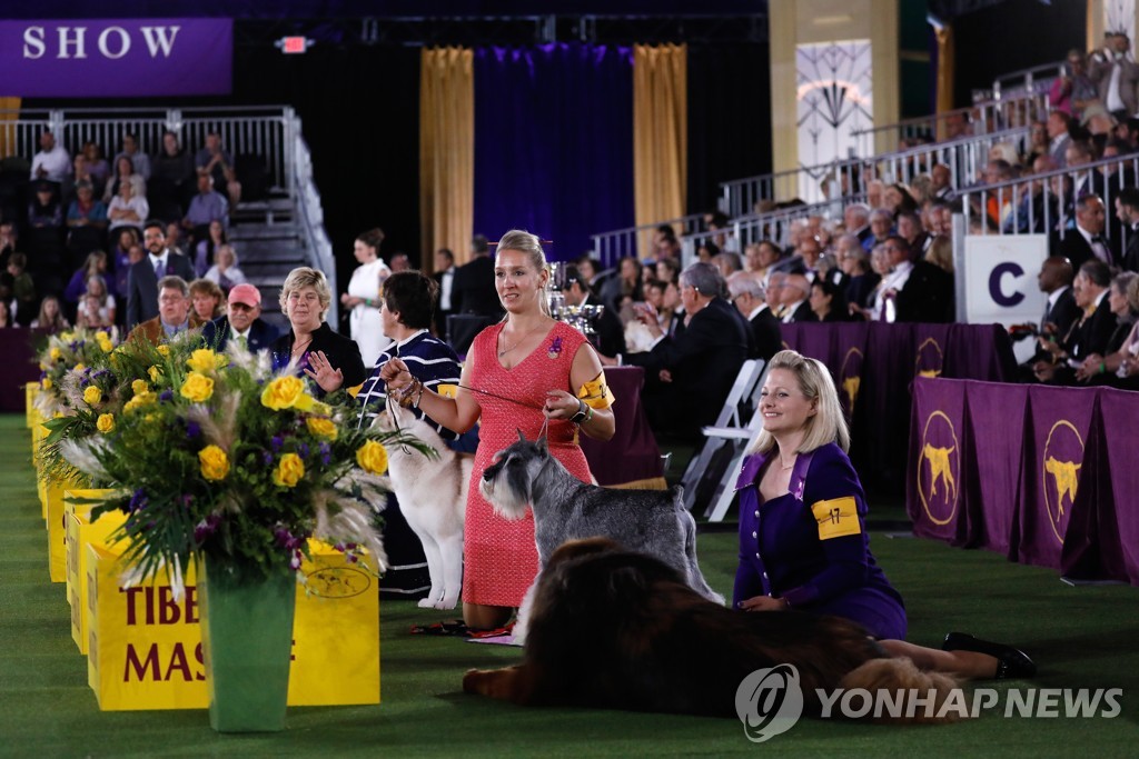 USA NEW YORK WESTMINSTER DOG SHOW