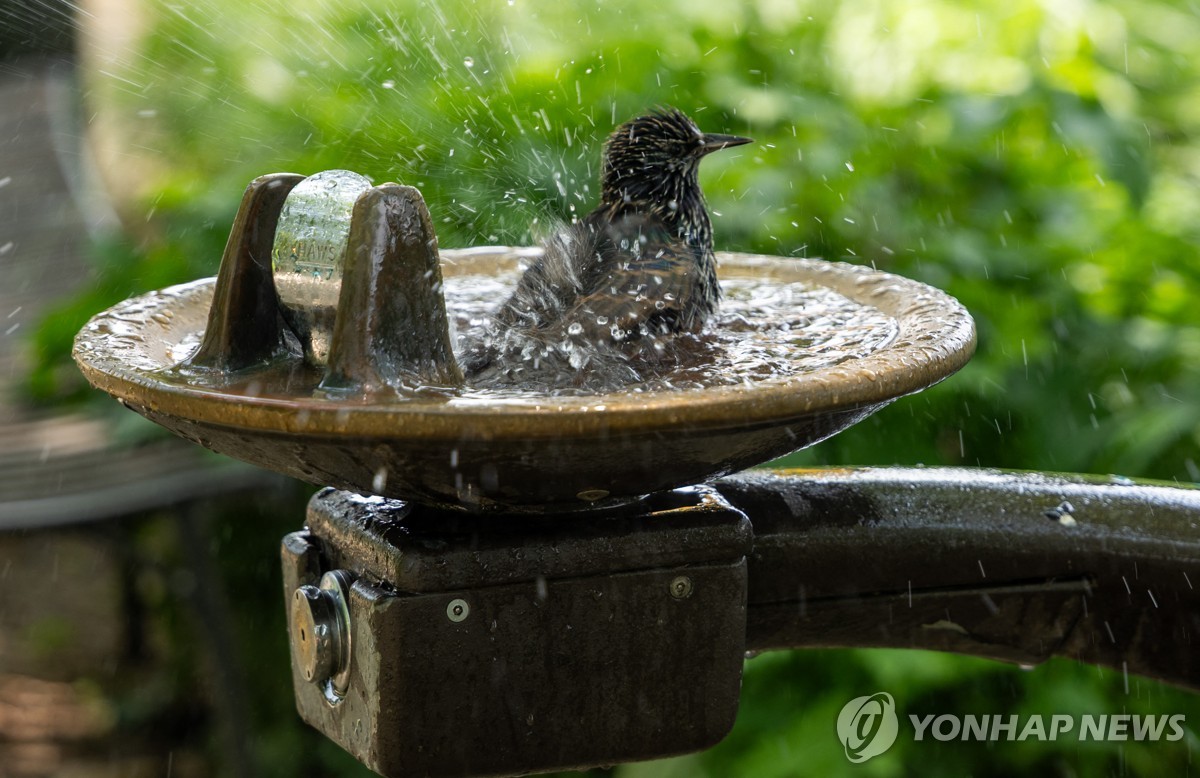 <strong>식수대에서 더위를 식히는 새</strong> 식수대에서 더위를 식히는 새
