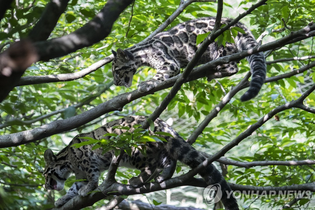 CLOUDY LEOPARDS ZOO
