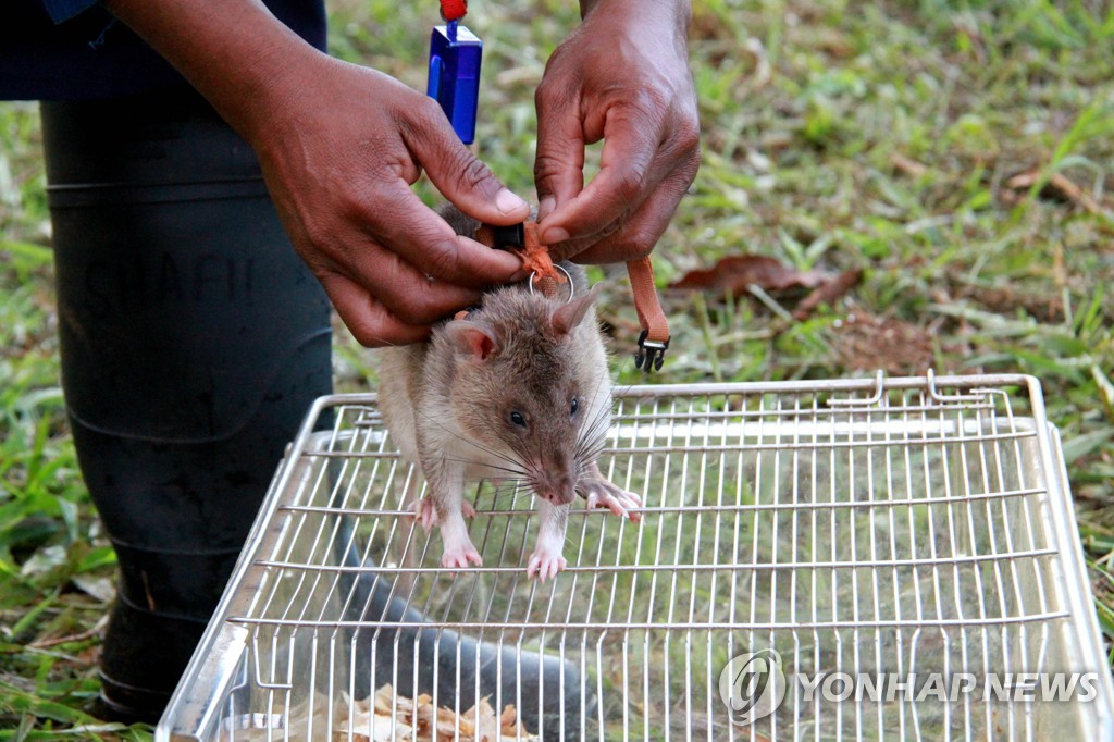 TANZANIA-MOROGORO-RATS-DEMINING
