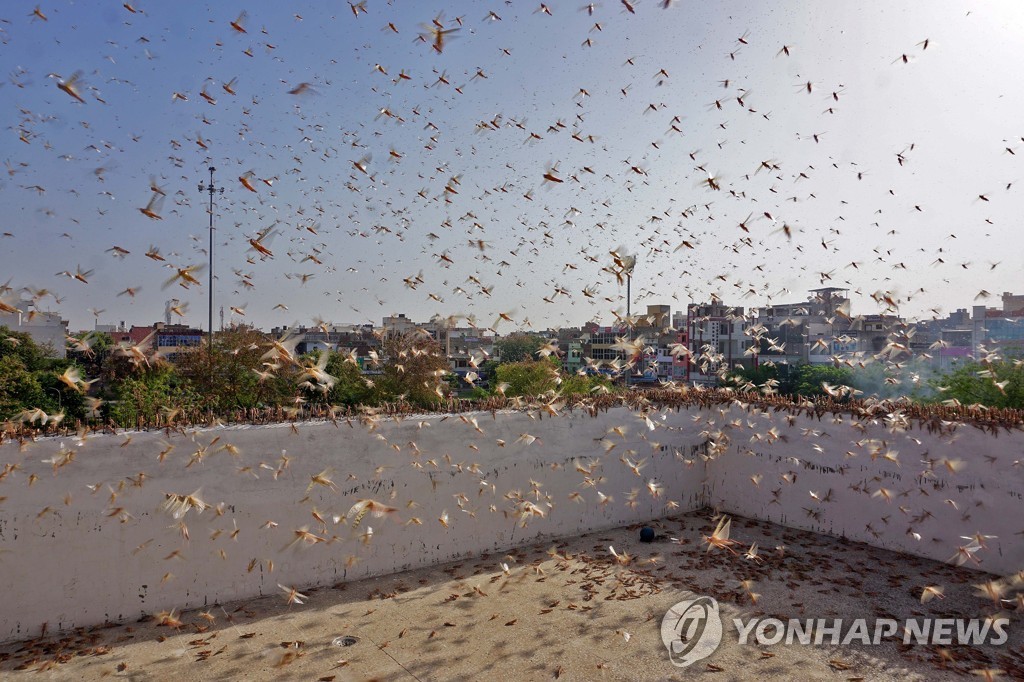 INDIA-JAIPUR-LOCUST?