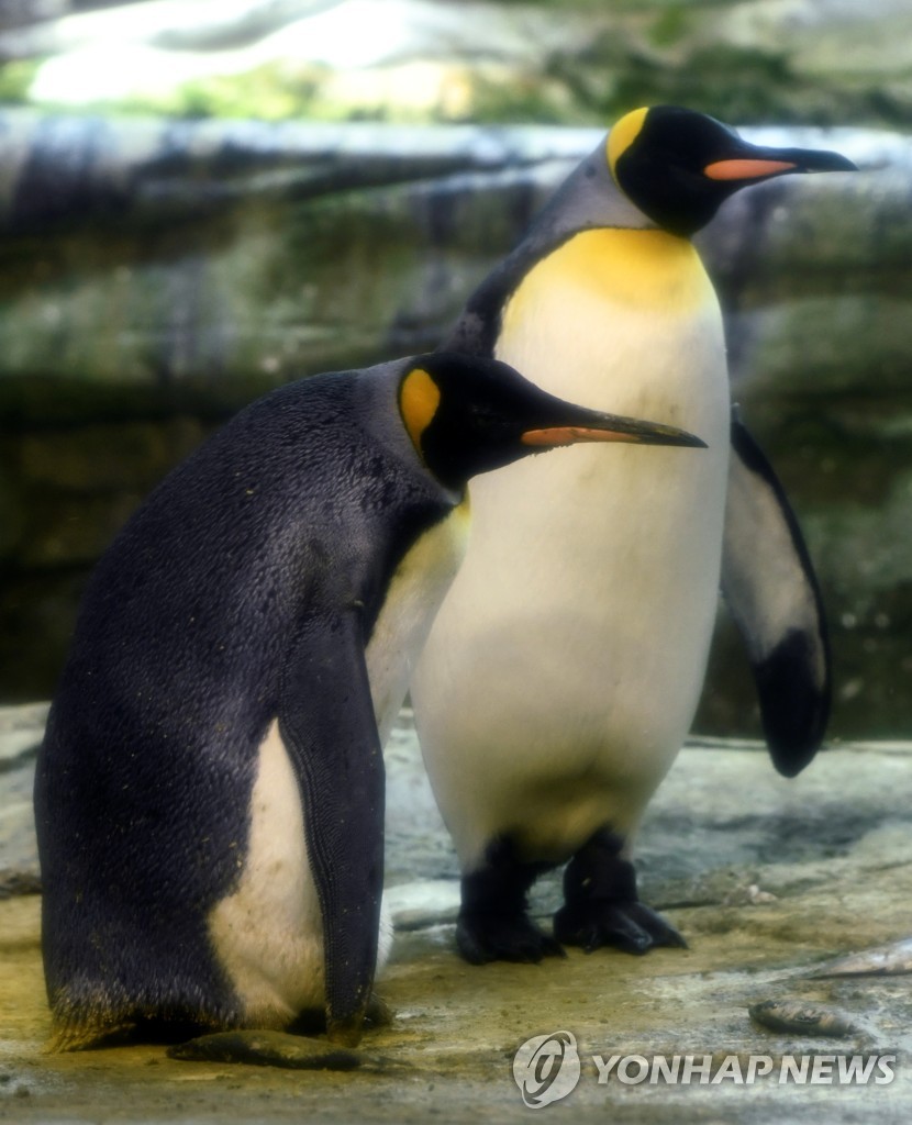 GERMANY-PENGUINS/