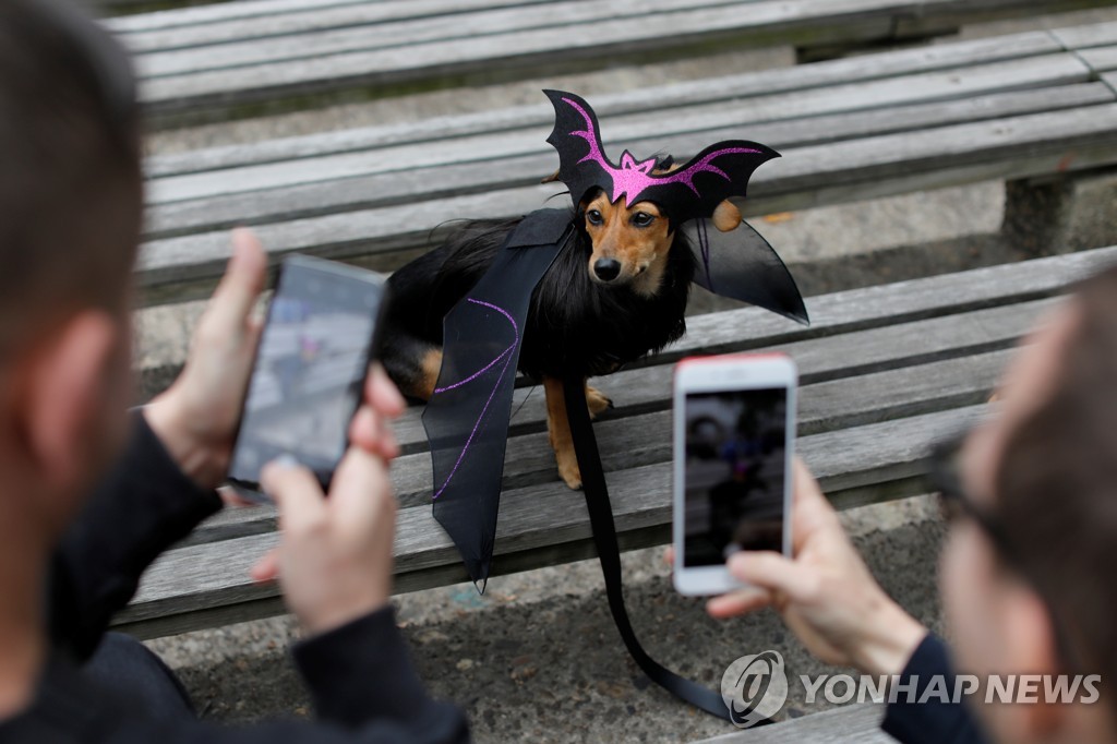 USA-HALLOWEEN/DOGS