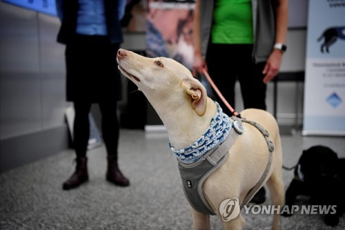 헬싱키 공항에 배치된 코로나19 탐지견 '쾨시'