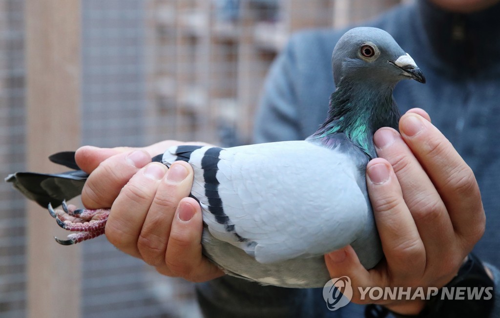 21억원에 거래된 벨기에 경주용 비둘기 '뉴 킴'