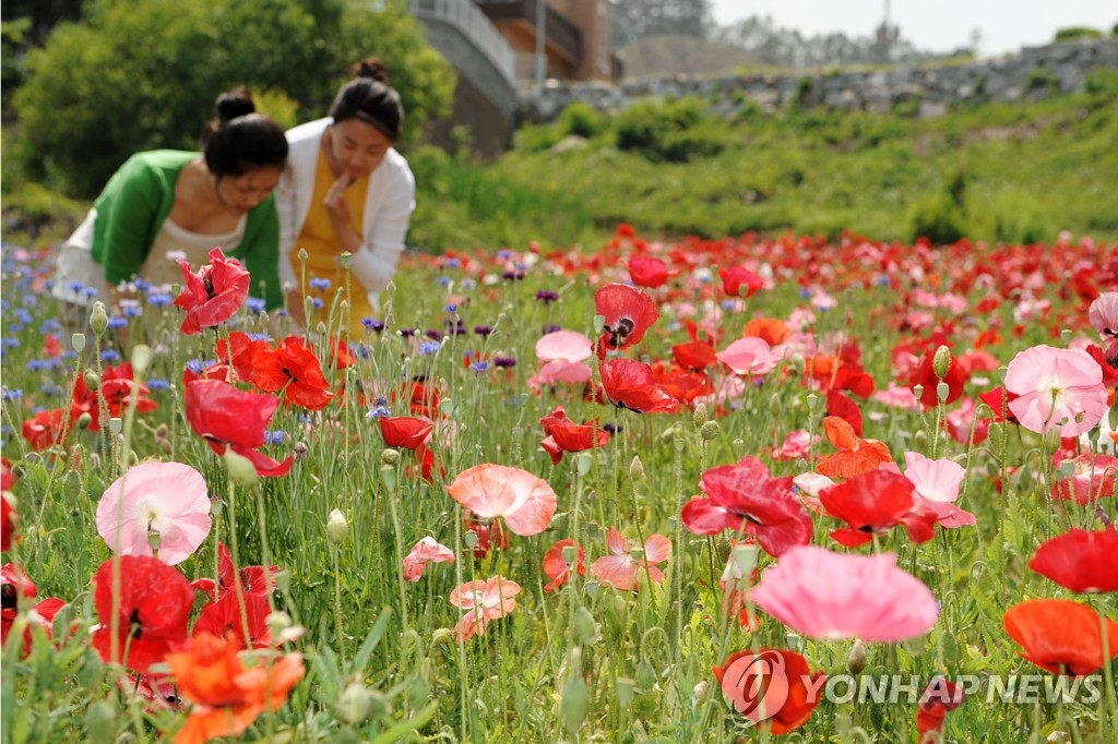 원주 용수골마을서 양귀비 축제