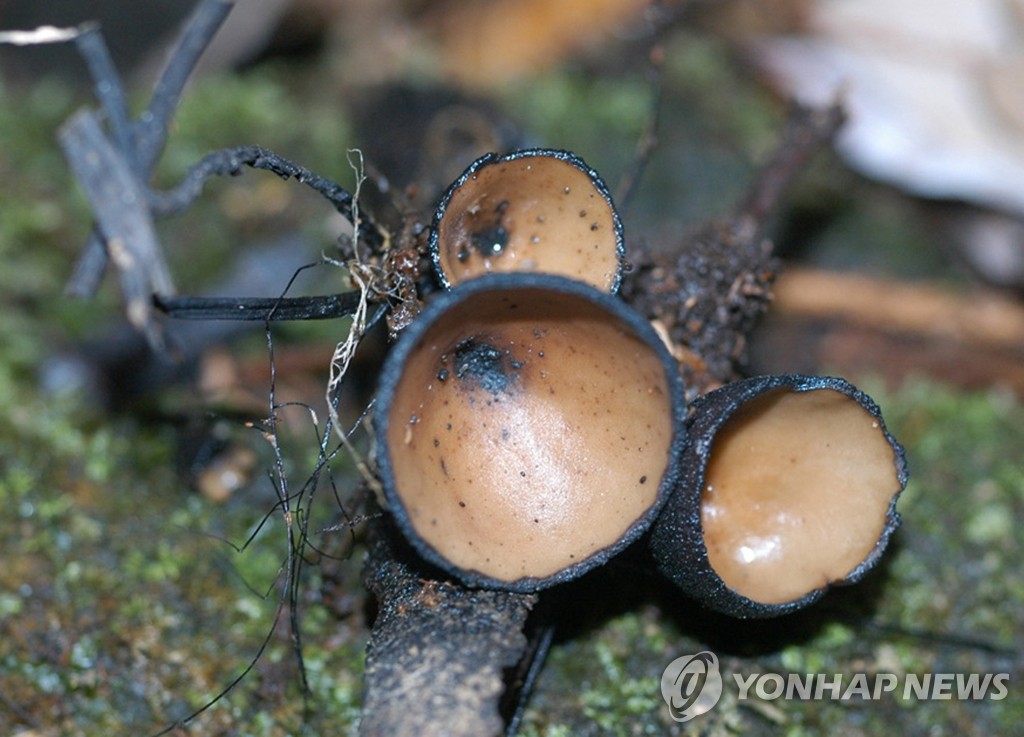 제주서 발견된 세계 미기록종 주황말미잘버섯